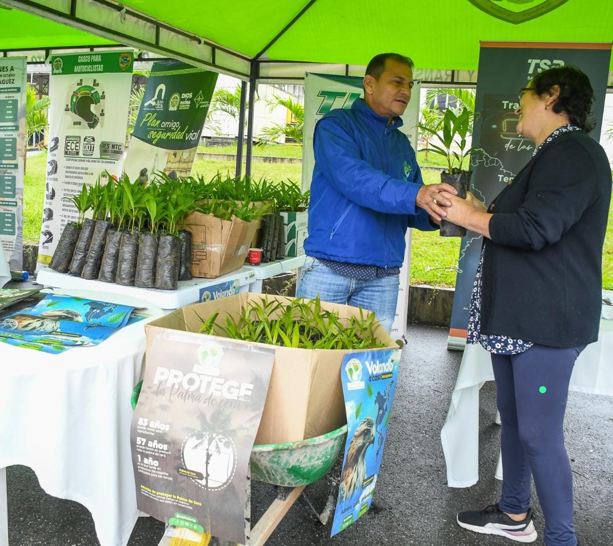 Cortolima entregará 10.000 plántulas de palma areca para el Domingo de Ramos