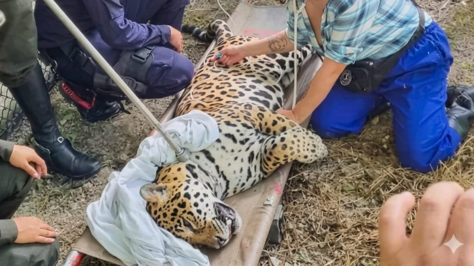 Jaguar hallado en universidad de Leticia será rehabilitado antes de regresar a su hábitat natural