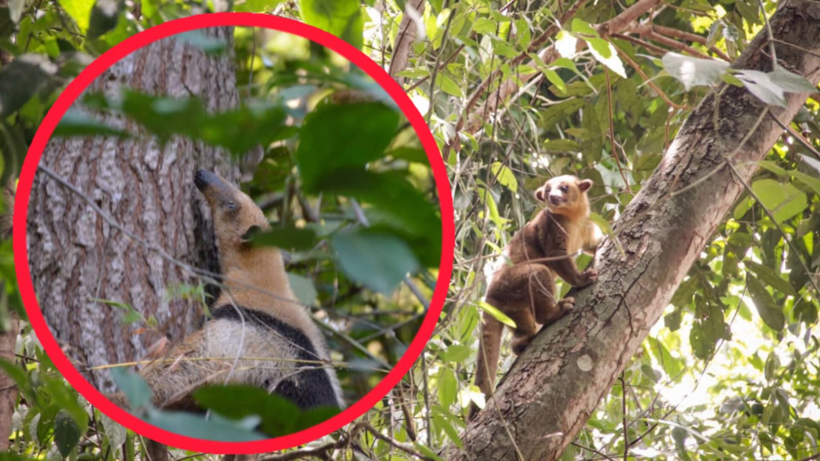Cortolima activa protocolo para proteger fauna afectada por incendios forestales