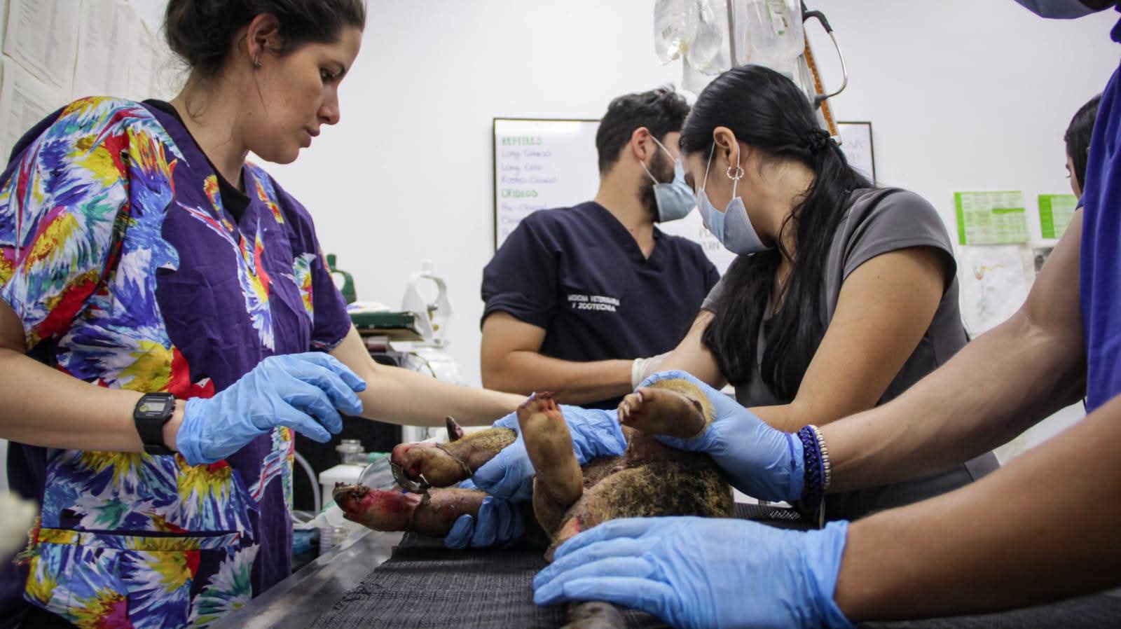 Cortolima activa línea de atención para proteger fauna silvestre durante los incendios