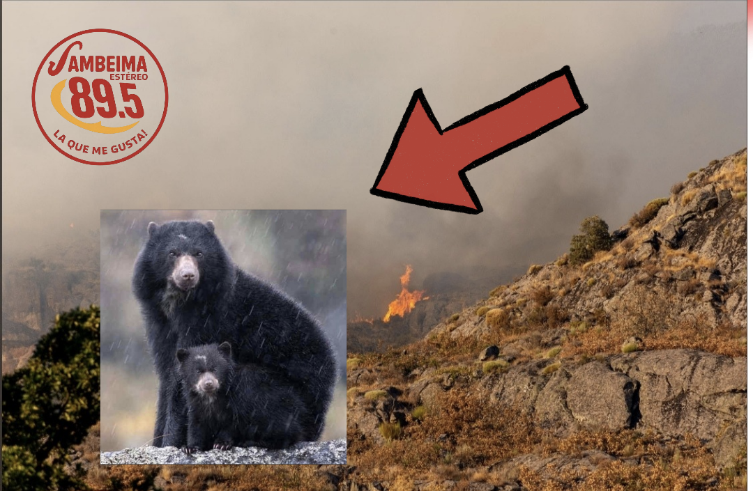 El contraste que duele: mientras el oso andino engalana nuestras montañas, el fuego provocado destruye su hogar