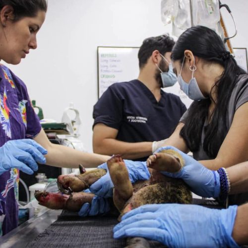 Cortolima activa línea de atención para proteger fauna silvestre durante los incendios
