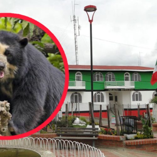 Activan ruta de protección tras avistamiento de osos de anteojos en Roncesvalles