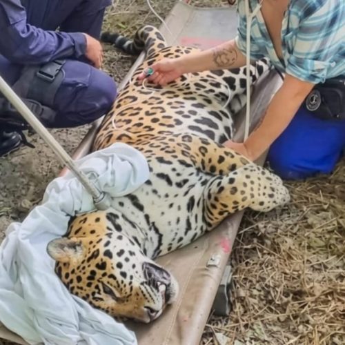 Jaguar hallado en universidad de Leticia será rehabilitado antes de regresar a su hábitat natural