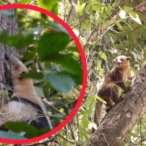 Cortolima activa protocolo para proteger fauna afectada por incendios forestales