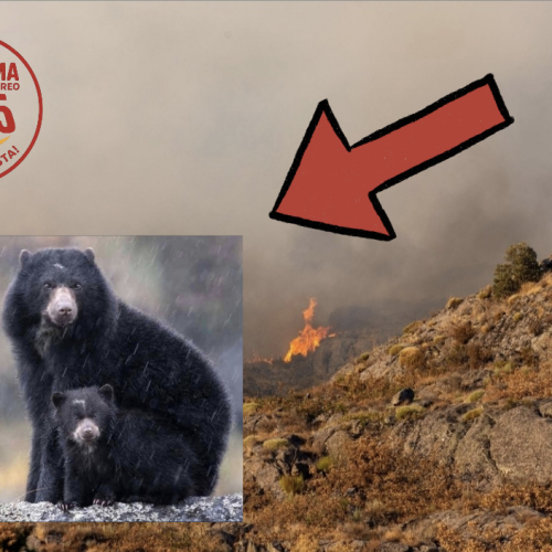 El contraste que duele: mientras el oso andino engalana nuestras montañas, el fuego provocado destruye su hogar