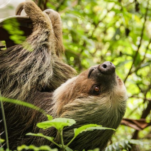 Rescate de un Perezoso en Ibagué: Un Llamado a la Protección de la Fauna Silvestre