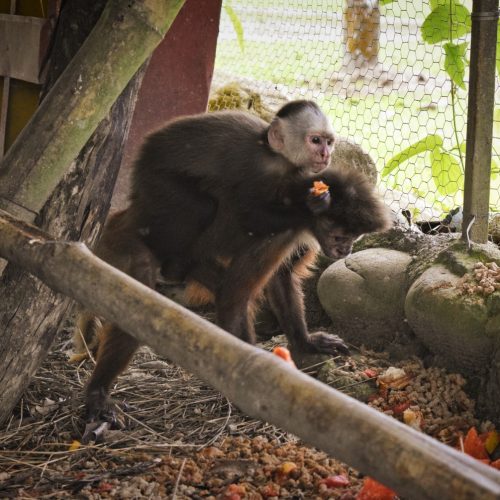 Cortolima reubicó en el Meta a seis animales víctimas de tráfico ilegal