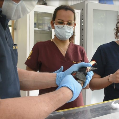 Cortolima sanciona con más de $400 millones a organización por tenencia ilegal de fauna silvestre